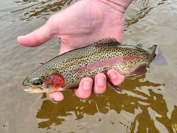 Cuttbow Trout caught on the Big Thompson River