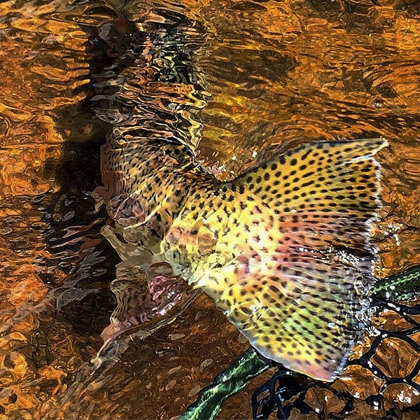 Rainbow Trout Fly Fishing in Colorado