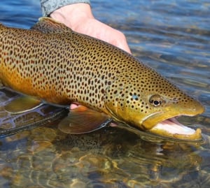 Brown Trout Fly Fishing Colorado