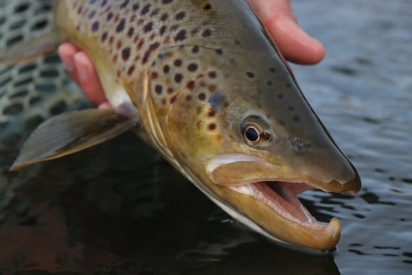 Brown trout Fly Fishing in Colorado