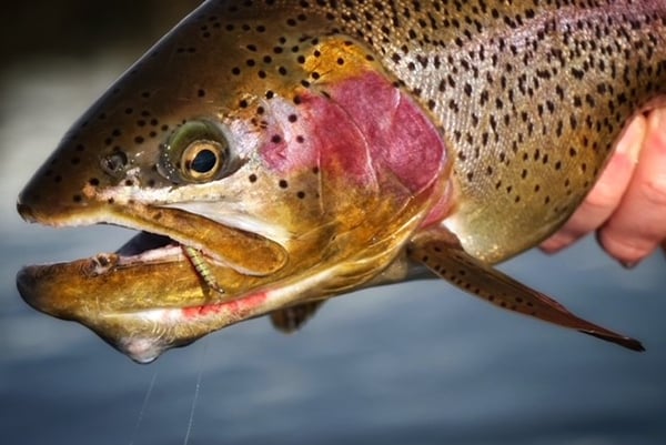 Cuttbow Trout Fly Fishing Colorado