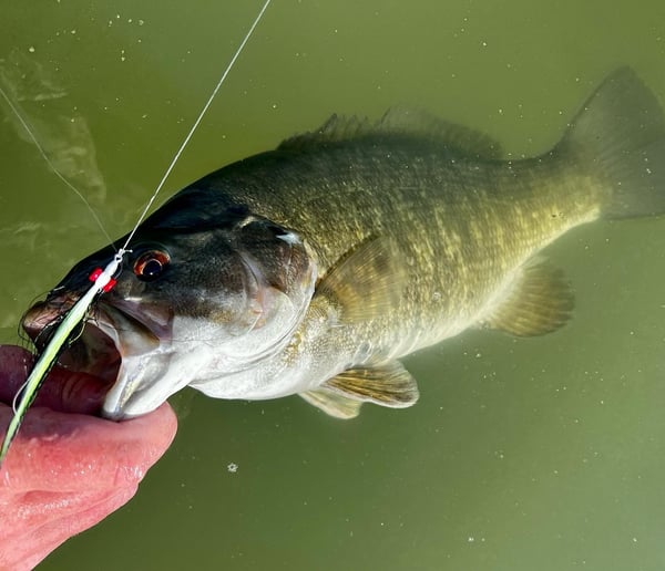 Smallmouth bass caught on a clouser minnow