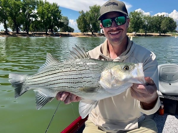 Colorado Wiper caught Fly Fishing