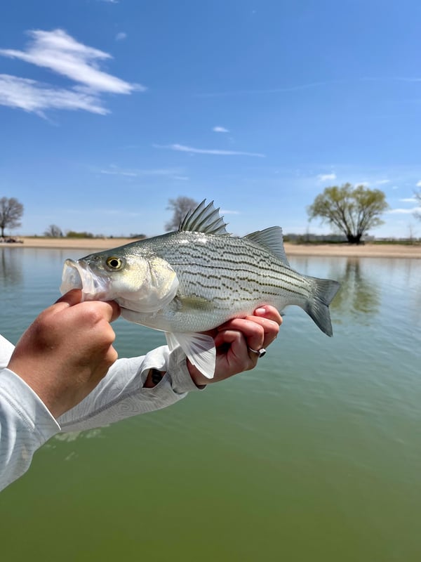 Warm water fly fishing in Colorado