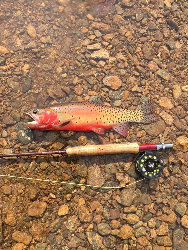 Greenback Cutthroat Trout Fly Fishing