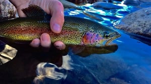 Rainbow Trout Rocky Mountain National Park
