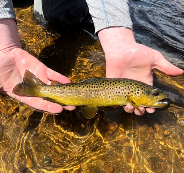 Guided Fly Fishing in Estes Park