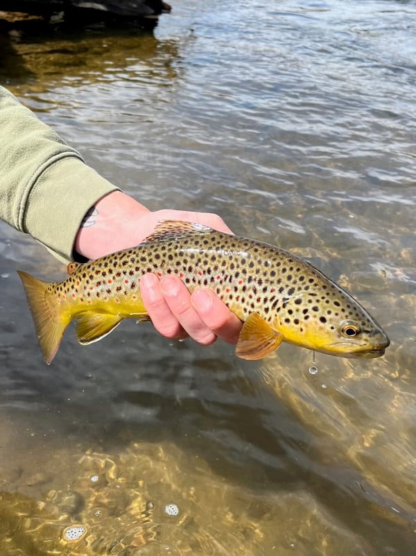 Estes Park Fly Fishing Guides