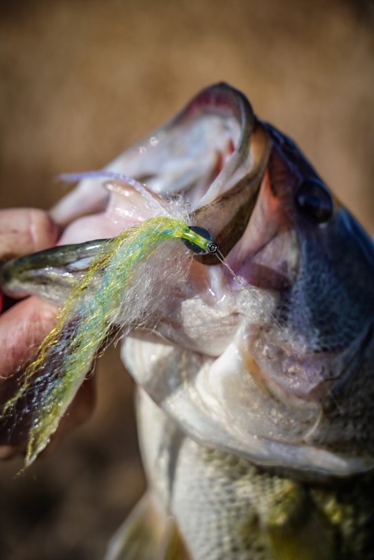 Largemouth bass caught on a fly