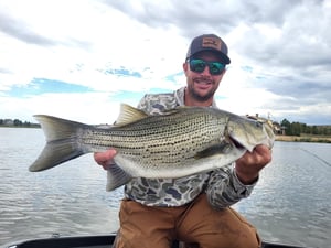 Wiper caught fly fishing in Colorado